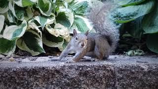 Squirrel Dancing For Nuts