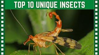 Top 10 Insanely Unique Insects| Top 10 Clipz