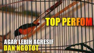 TOP PERFORM‼️agar lebih agresif dan kerja ngotot