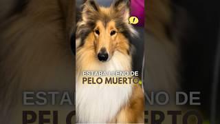 CEPILLA A UN COLLIE DE PELO LARGO CON ESTE TRUCO! #dogs #dog #pets