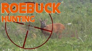 HUNTING ROE BUCK in France // Chasse au Brocard (Cheuvreuil) en France // 2014