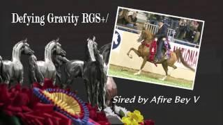 Afire Bey V ~ The Arabian breed's #1 All-Time Sire!!