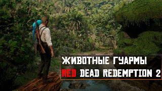 Животные Гуармы - Red Dead Redemption 2 [RUS]