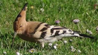 Hoopoe (Upupa epops) - feeding in March. Charente, France.