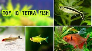 top 10 tetra Fish for Planted aquarium | types of tetras | kru_aquatics