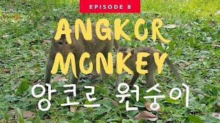 CAMBODIA 캄보디아원숭이 ស្វាខ្មែរ 원숭이워터파크 앙코르와트원숭이 吴哥窟猴子 Monkey Cambodia 高棉猴 AngkorWat Monkey  캄보디아조남인
