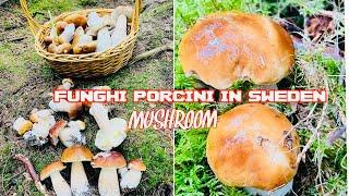 FUNGHI PORCINI IN SWEDEN 2022￼ |MUSHROOM PICKING | PORCINI , FORAGING  PENNY BUN MUSHROOM