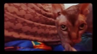 stupid Sphynx cat