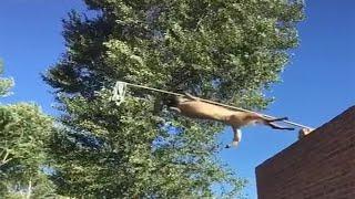 Belgian Malinois Dog Doing Parkour