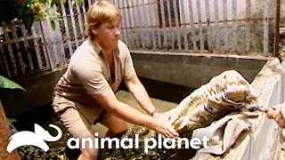 Heart-Pounding Close Call: Steve Irwin vs Massive Crocodile | Crocodile Hunter | Animal Planet