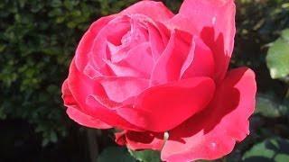 How to prune a Rose bush to encourage more blooms