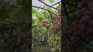 Anggur jupiter  Selalu Jadi favorit ....
