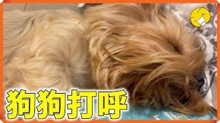 （狗狗打呼）你打呼也太大聲了吧...Dog snoring