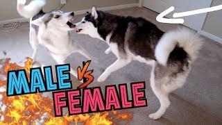 Male Siberian Husky WRESTLES DOWN Female Siberian Husky (Male vs Female)