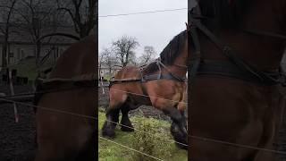 stallion strength/СИЛА ЖЕРЕБЦЯ  #horse #animals #жеребець