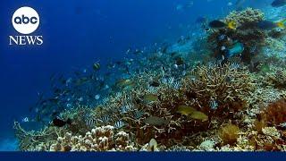 Rising temperatures threaten Florida's coral reef