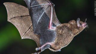 Bat near Forsyth Park tests positive for rabies