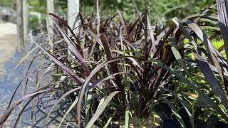 Transform Your Garden with First Knight Pennisetum