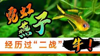 经历过“二战”竟然存活下来的观赏鱼，历史的见证者，霓虹燕子，彩虹燕子，新郎官鱼介绍与饲养注意事项