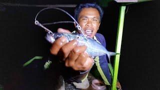 NIGHT FISHING!!  Live bait kemombo early in the morning to strike big fish