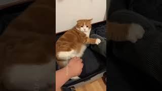 Rebel Cat #pet #funny #cat #cats #funnycat #lovecat #fyp