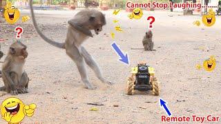 Monkey video  Prank monkey #funny #monkey #monkeyvideo #animals #funnyanimal #monkeyshow #animals