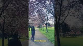Cherry Blossom- Herbert Park Dublin 4 #SelotoneCreator #MathilloLekma #Ag3T