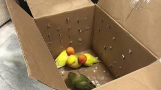 Unboxing a Flock of Lovebird Parrots and Gaining Their Trust!