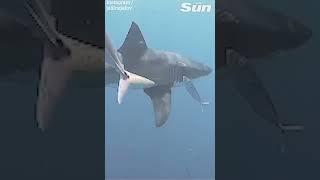 Shark left with brutal bite marks after mating #Shorts 