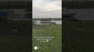 Гуси просто так на речку, дюпидюпидю #жизньнаюге #переезднаюг #домуреки
