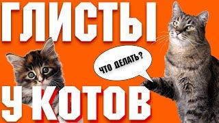 Что делать если у кошки глисты? | Почему появились глисты у кота?