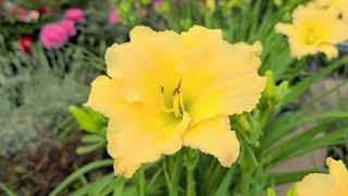 Hemerocallis Never Ending® 'Butter Cream' (Daylily) // BEAUTIFUL, Easy to Grow & LONG BLOOMING!