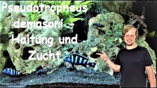 Pseudotropheus demasoni - Haltung und Zucht eines kleinen Farbwunders