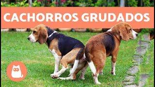 Cachorros grudados depois de cruzar - POR QUÊ?!