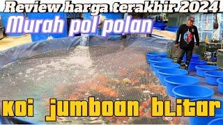 Terakhir‼️Review harga koi murah pol polan blitar‼️buruan serbuuuu bosku‼️