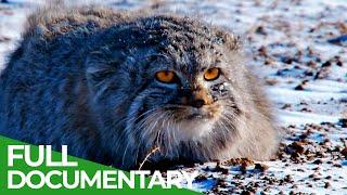 Wildlife Instincts: Pallas's Cat - Master of the Plains | Free Documentary Nature