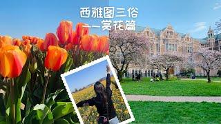 西雅图三俗——赏花篇｜华盛顿大学樱花（UW Cherry Blossom）｜郁金香节（Skagit Valley Tulip Festival）｜Roozen Gaarde郁金香农场