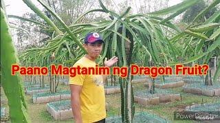 Paano Magtanim ng Dragon Fruit?