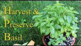 Harvesting & Preserving Basil ~ So it will grow all season long!