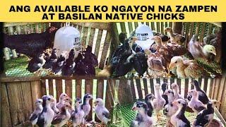 Ang available ko ngayon na zampen at basilan native chicks