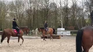 7 yo x Balou du Rouet