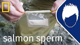 Salmon Sperm and Egg Harvesting (Episode 13) | wild_life with bertie gregory