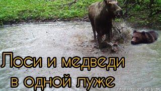 Гарцующие лоси и водоплавающие медведи. Лужа √1