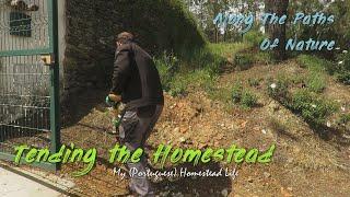 TENDING THE HOMESTEAD (Near gate cleanup, stone gathering and garden care at my enchanting farm) *82