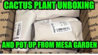 MESA GARDEN CACTUS PLANT UNBOXING AND POT UP! #cactus #plants #unboxing