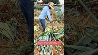 Why Remove Agave Leaves? #agriculture #plants