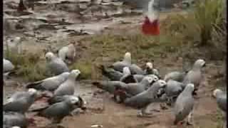 African Grey Parrots in the Wild