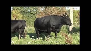 Aberdeen Angus   en utpräglad köttras