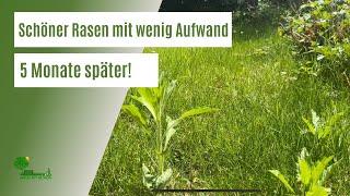 Schöner Rasen mit wenig Pflegeaufwand nach 5 Monate  | Unkraut im Rasen ohne viel Aufwand entfernen