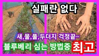 실패없는 블루베리 키우기 완전 고급기술~풀,새,물,두더지 걱정끝.블루베리 재배방법,분갈이 전원일기 귀농귀촌 주말농장,텃밭